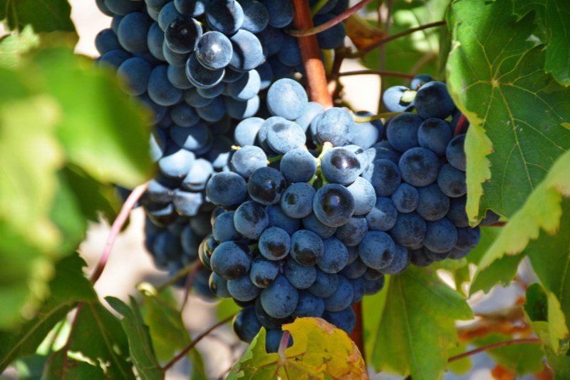Armenian grapes wine