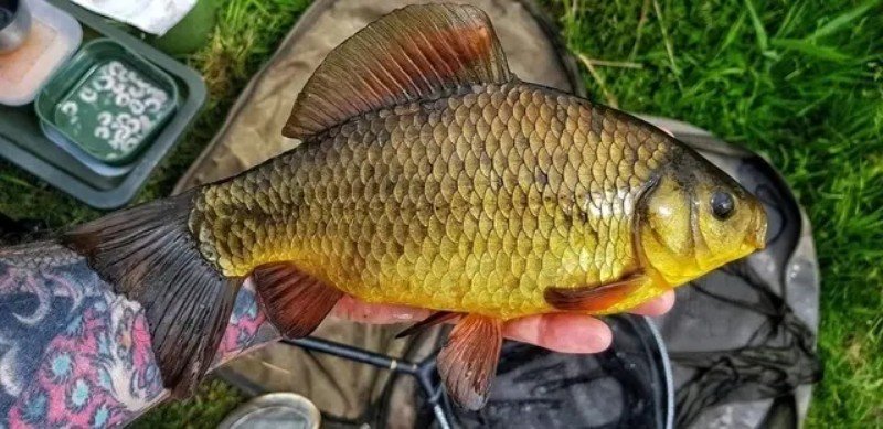 Karas Fish Armenia