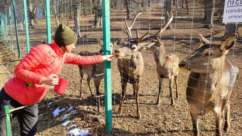 Red Deer Dilijan