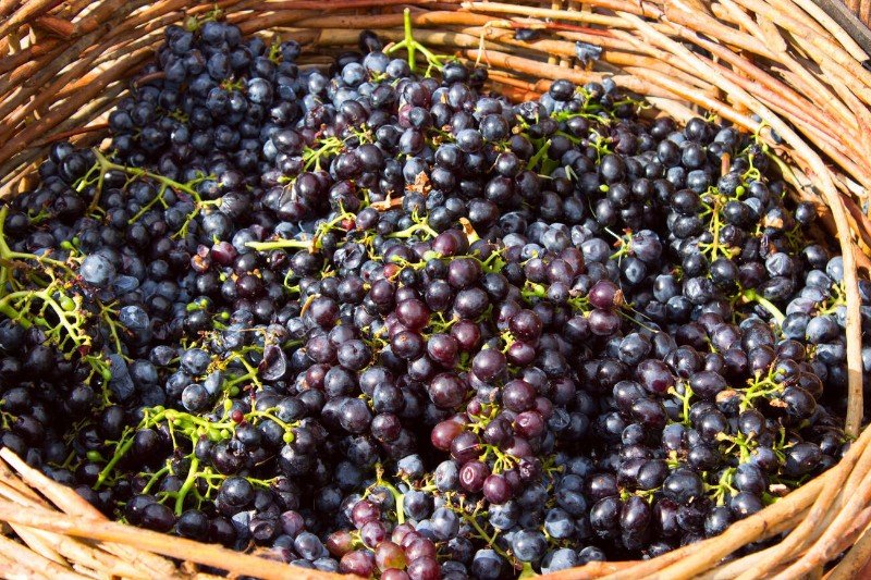 Areni Nor Grapes