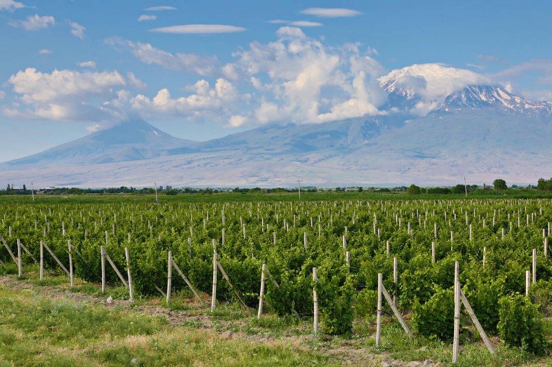 Armenian wine production wineyard