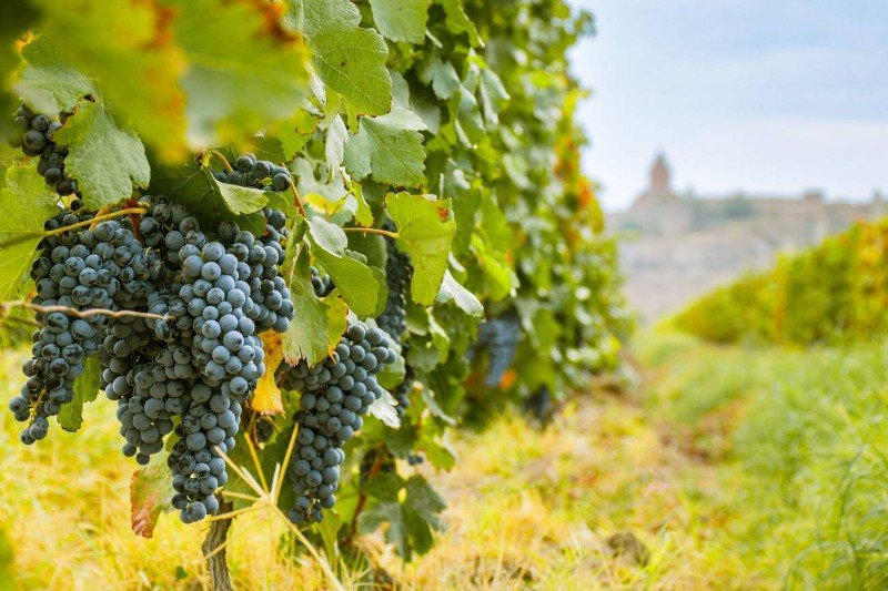 Armenian wine production red grape