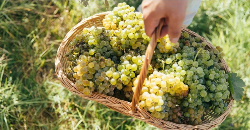 Voskehat grape Armenia