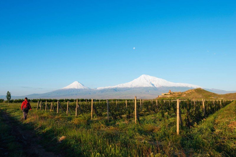 Vineyard Ararat province Armenia